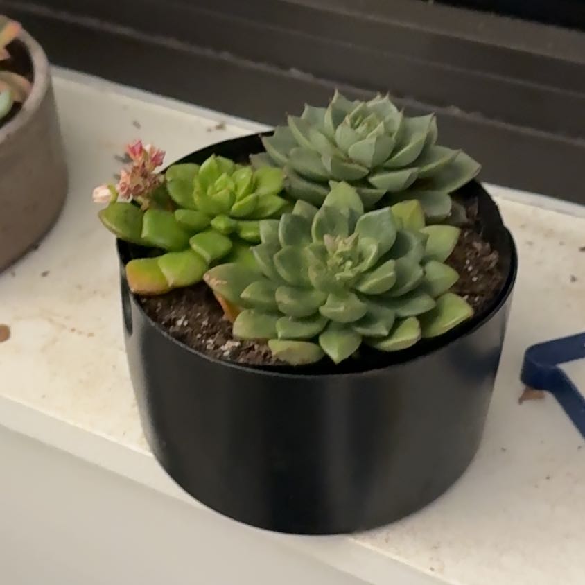 Photo of the plant species Sedeveria 'Letizia' by @LiterateEmerald named Turtle Mix on Greg, the plant care app