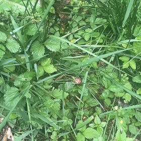 Photo of the plant species Mock Strawberry by @GiddyCoojong60 named Willow on Greg, the plant care app
