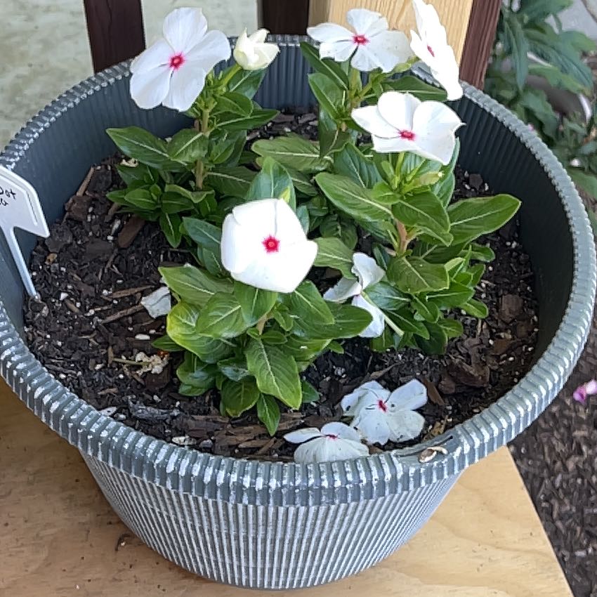 Photo of the plant species Vinca by @ChiefHope95 named Sahara on Greg, the plant care app