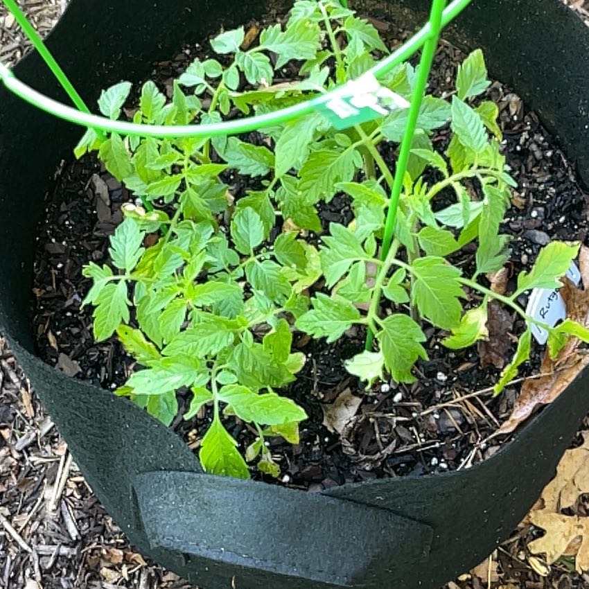 Photo of the plant species Tomato 'Rutgers' by @ChiefHope95 named Bieber on Greg, the plant care app