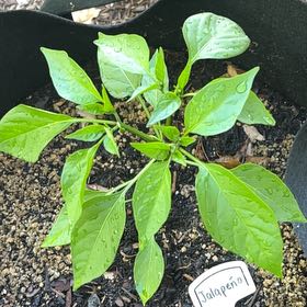 Photo of the plant species Jalapeno Pepper by @ChiefHope95 named Sherlock on Greg, the plant care app