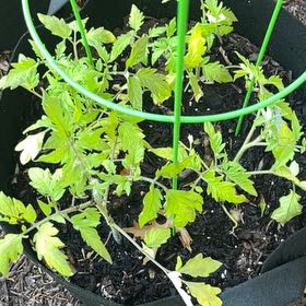 Photo of the plant species Tomato 'Mr. Stripey' by @ChiefHope95 named Coco on Greg, the plant care app