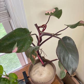 Blushing Philodendron plant in Keedysville, Maryland
