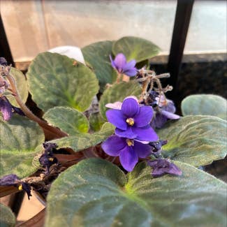Kenyan Violet plant in Keedysville, Maryland