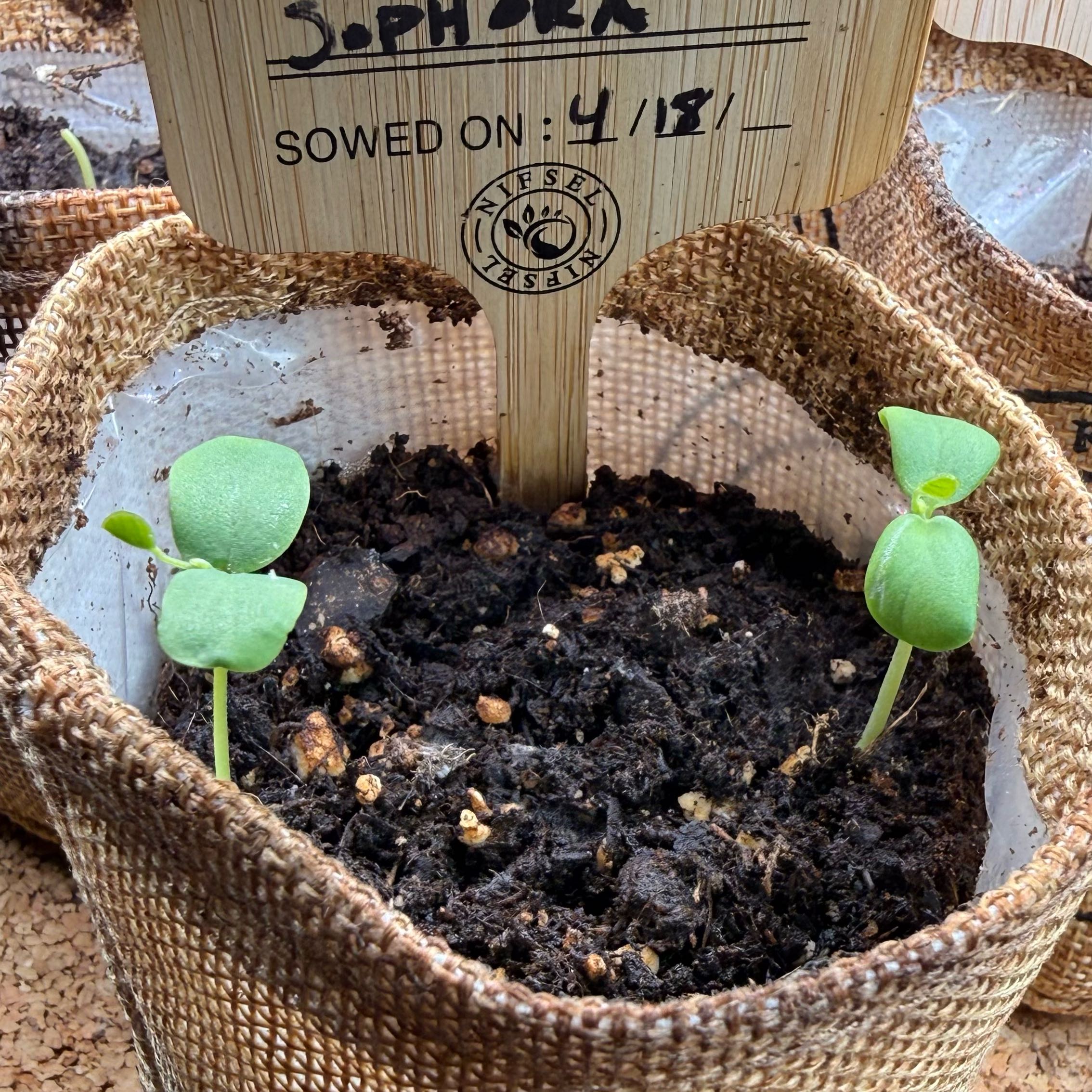 Photo of the plant species Sophora Japonica by @CourtlyMoss43 named Soopy on Greg, the plant care app