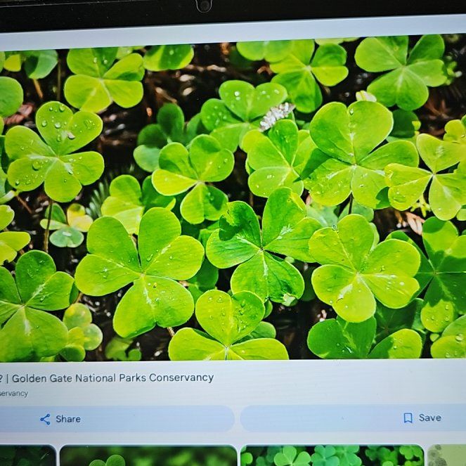Photo of the plant species Irish Shamrock by @RadMarjoram98 named Wall-E on Greg, the plant care app