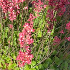 Photo of the plant species Coral Bells by @GemAjwain84 named Gates on Greg, the plant care app
