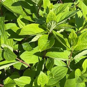 Photo of the plant species Panicle Hydrangea by @GemAjwain84 named Sonora on Greg, the plant care app