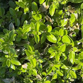 Photo of the plant species Laurustinus by @GemAjwain84 named Duke on Greg, the plant care app