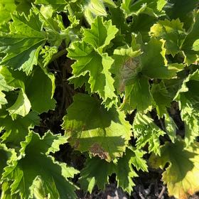 Photo of the plant species Hooded-Leaf Pelargonium by @GemAjwain84 named Mollie on Greg, the plant care app