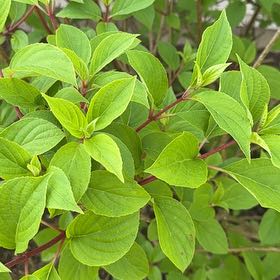 Photo of the plant species Common Dogwood by @GemAjwain84 named Harry on Greg, the plant care app