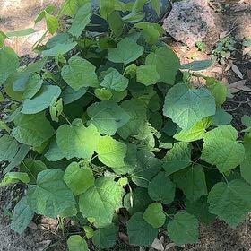 Photo of the plant species Wax Mallow by @StarryRye60 named ChloroPhil on Greg, the plant care app