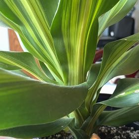 Photo of the plant species Dracaena 'Golden Heart' by @HipSandrose99 named Gregarious on Greg, the plant care app