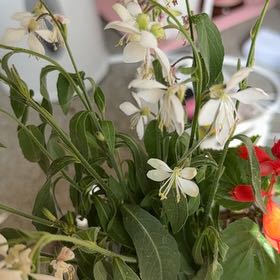 Photo of the plant species Lindheimer's Beeblossom by @FinestWaxvine52 named Coco on Greg, the plant care app