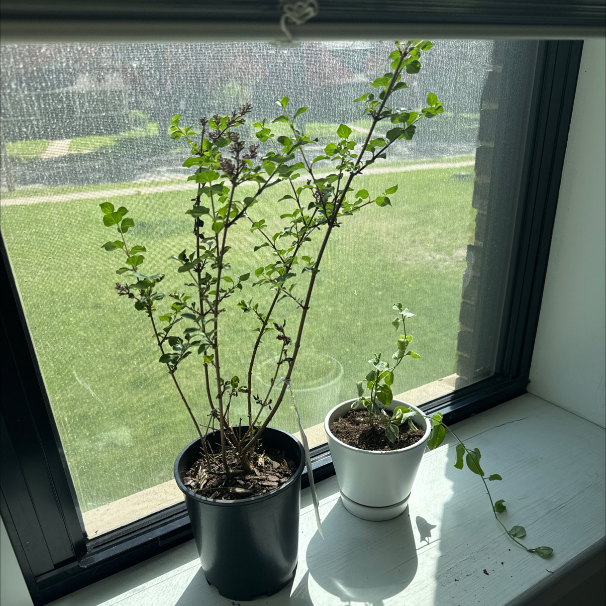 Photo of the plant species Dwarf korean lilac by @FinestWaxvine52 named Kia on Greg, the plant care app