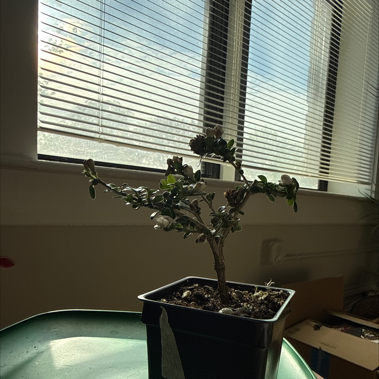Photo of the plant species Snowrose by @FinestWaxvine52 named Orlando Bloom on Greg, the plant care app
