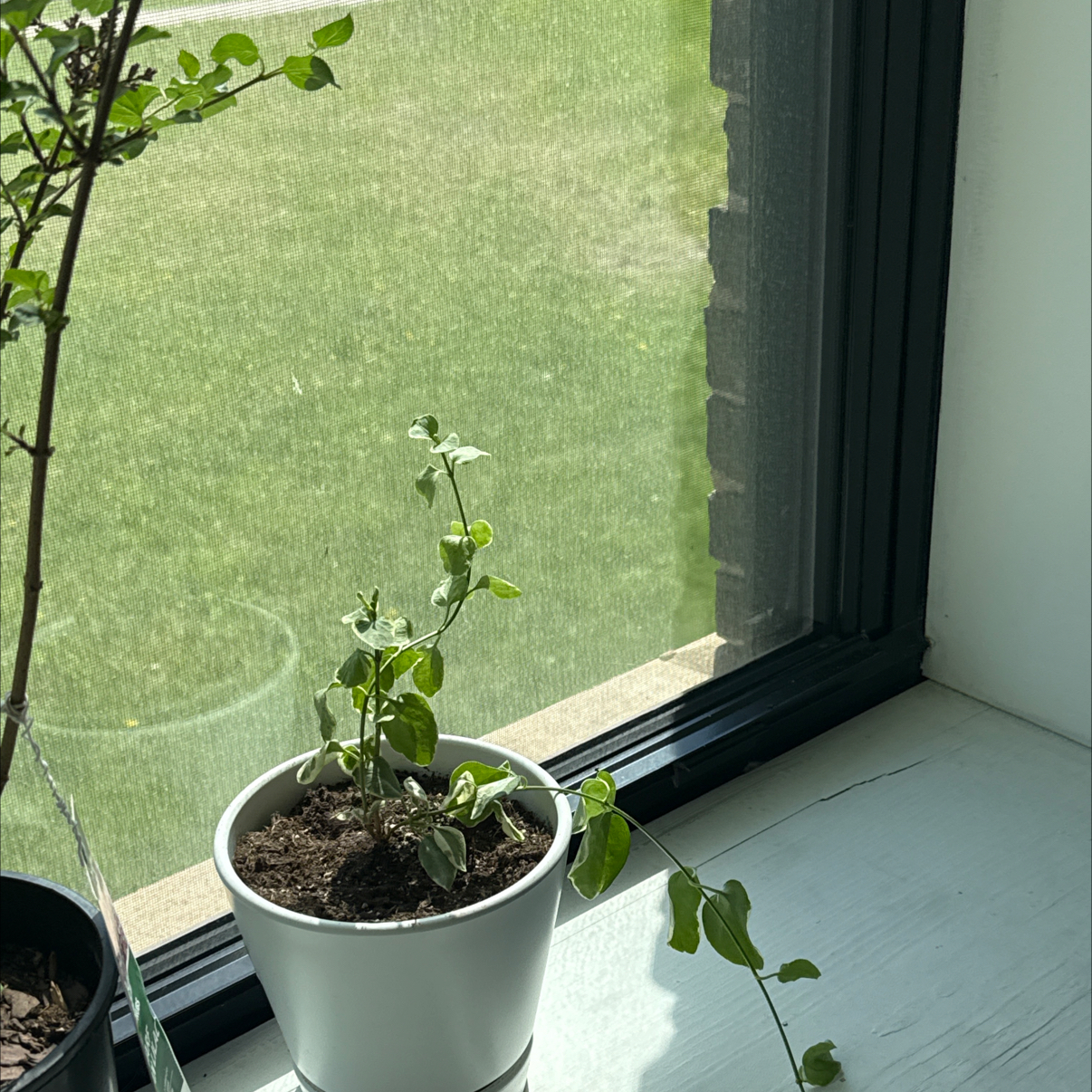 Photo of the plant species vinca vine by @FinestWaxvine52 named Lavender on Greg, the plant care app