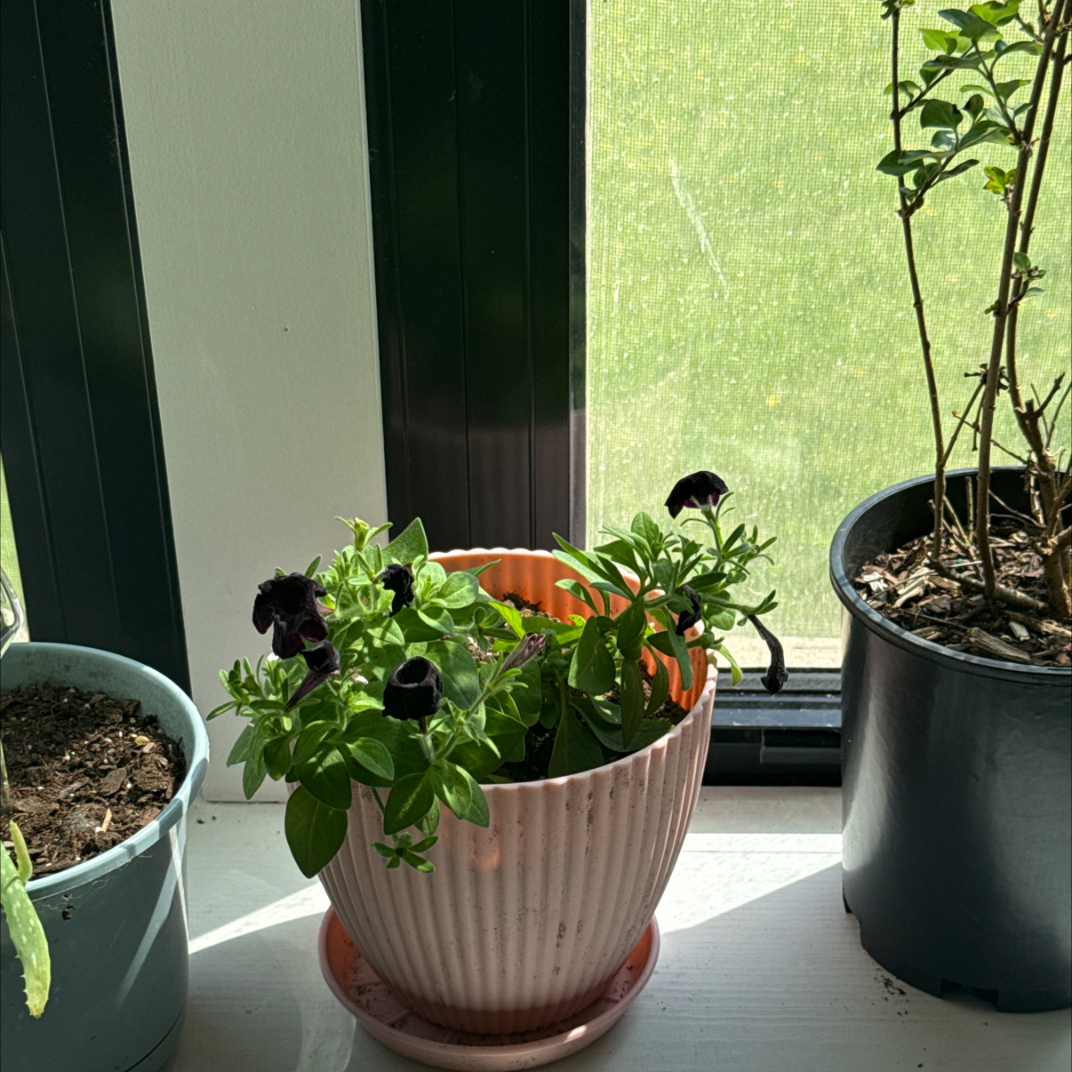 Photo of the plant species Phantom Black Petunia by @FinestWaxvine52 named Nico on Greg, the plant care app