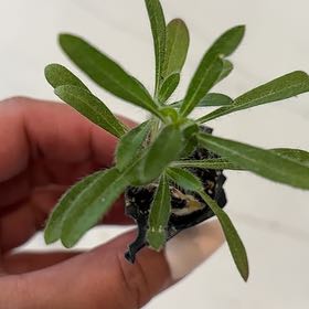 Photo of the plant species Goose Grass by @FestalClusia69 named Sherlock on Greg, the plant care app