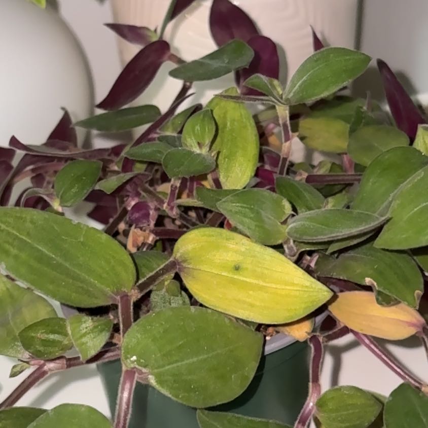 Photo of the plant species Baby Bunny Bellies by @AceSuncup93 named Fernie Mercury on Greg, the plant care app