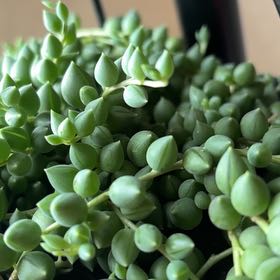 Photo of the plant species String of Raindrops by @DotingGabisan45 named Beyonce on Greg, the plant care app