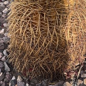 Photo of the plant species Compass Barrel Cactus by @FlavorfulHope43 named Rihanna on Greg, the plant care app