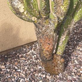 Photo of the plant species Copal by @FlavorfulHope43 named Marilyn on Greg, the plant care app