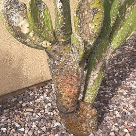 Photo of the plant species Copal by @FlavorfulHope43 named Winston on Greg, the plant care app
