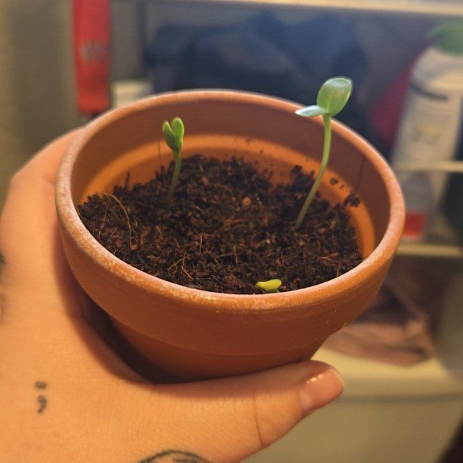 Photo of the plant species Dwarf Sunflower 'Bambino' by @BabyChamisa62 named Oscar on Greg, the plant care app
