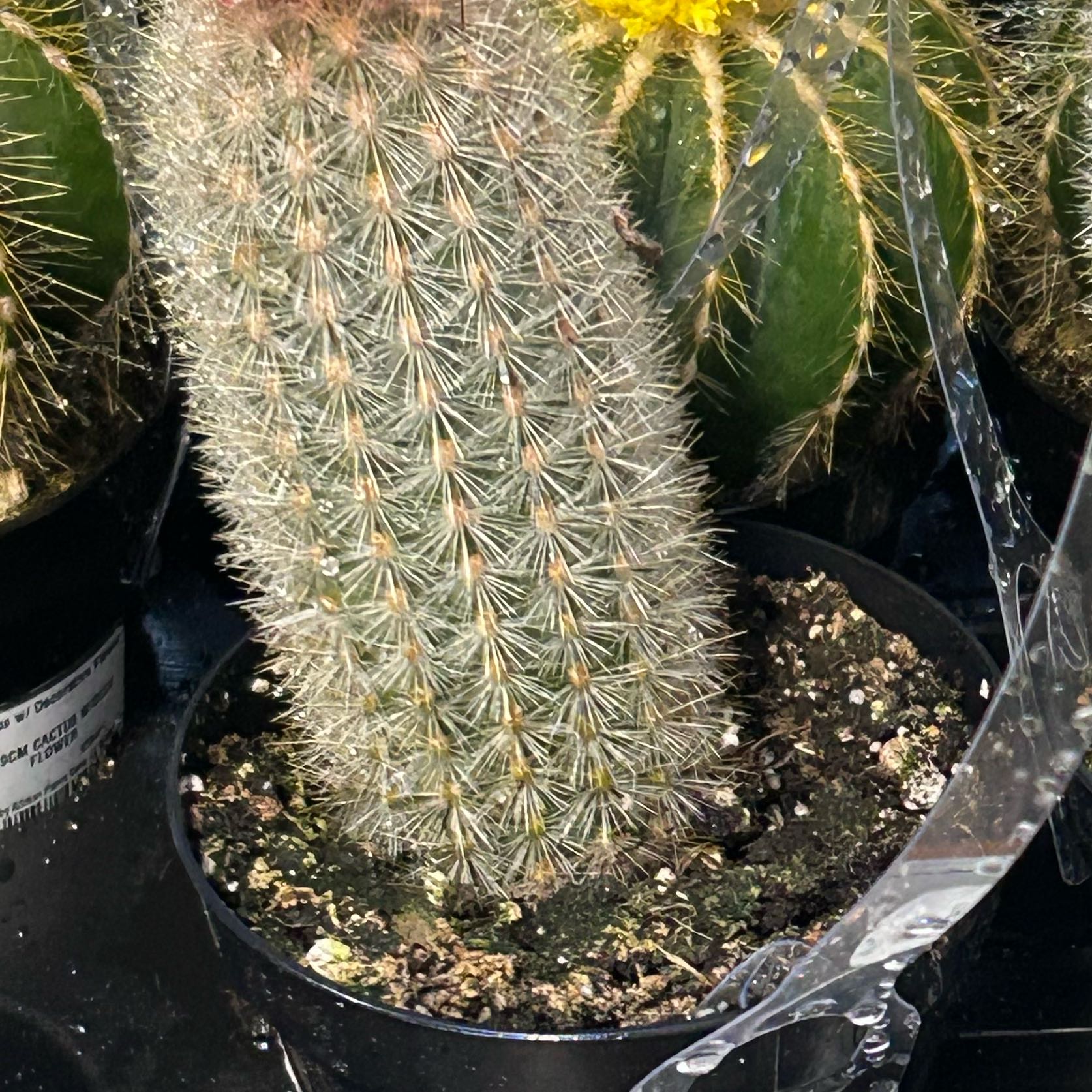 Photo of the plant species Rattail Nipple Cactus by @SultryHope11 named Pax on Greg, the plant care app