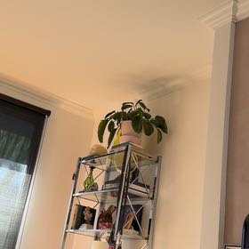 Photo of the plant species Green Princess by @JuicyKiekie77 named Forrest on Greg, the plant care app