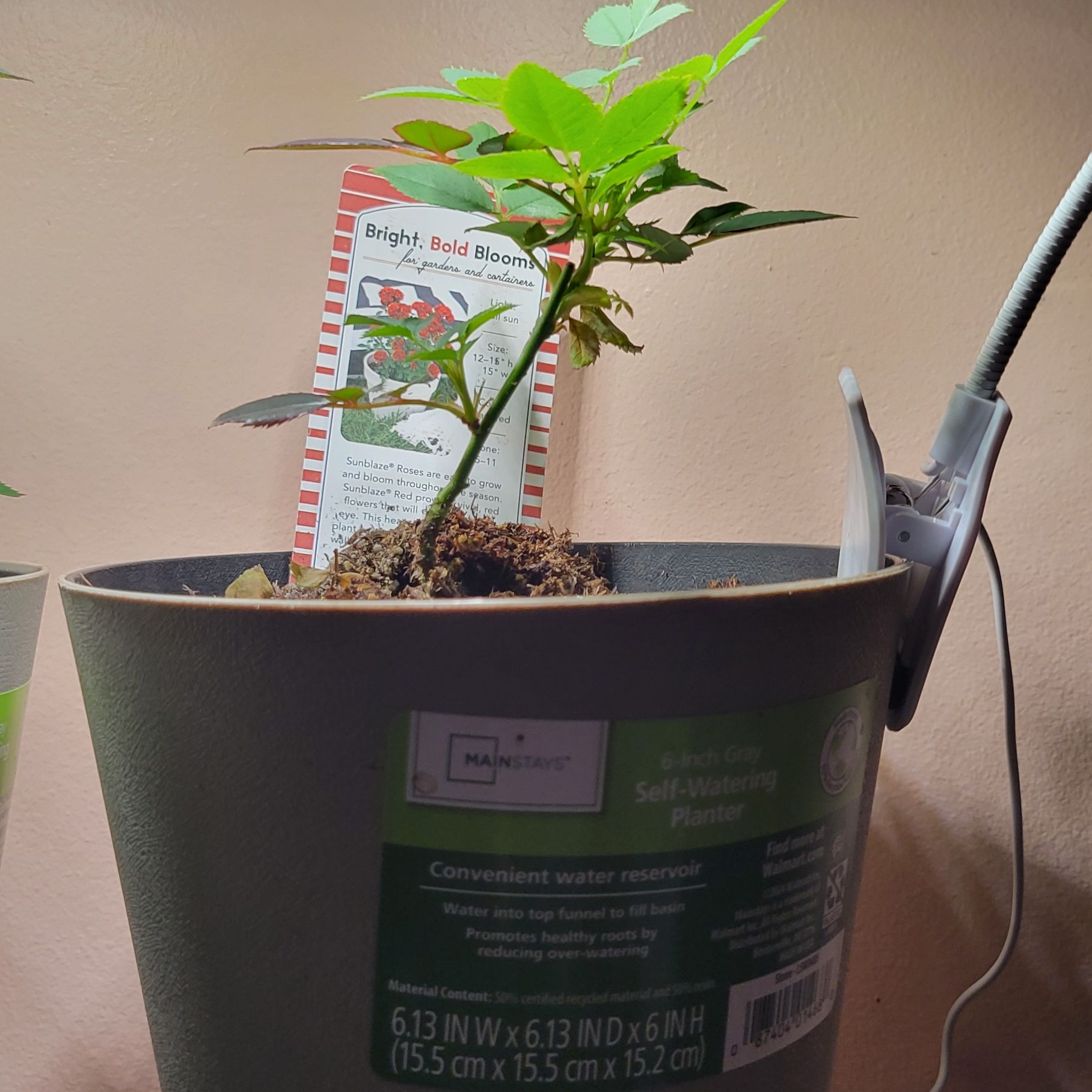 Photo of the plant species Red Sunblaze® Miniature Rose by @PeachyCalamansi named Sherlock on Greg, the plant care app