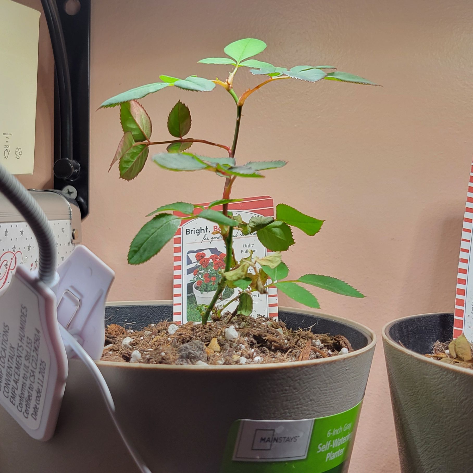 Photo of the plant species Red Sunblaze® Miniature Rose by @PeachyCalamansi named Prince on Greg, the plant care app