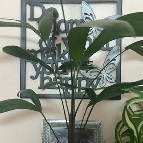 Photo of the plant species Lady Palm by @PlantPrincess3 named Athena on Greg, the plant care app