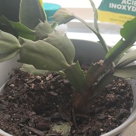 Photo of the plant species Thanksgiving Cactus by @FabMint40 named Apollo on Greg, the plant care app
