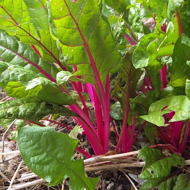 Photo of the plant species Common Beet by @ProudAgave98 named Bella on Greg, the plant care app