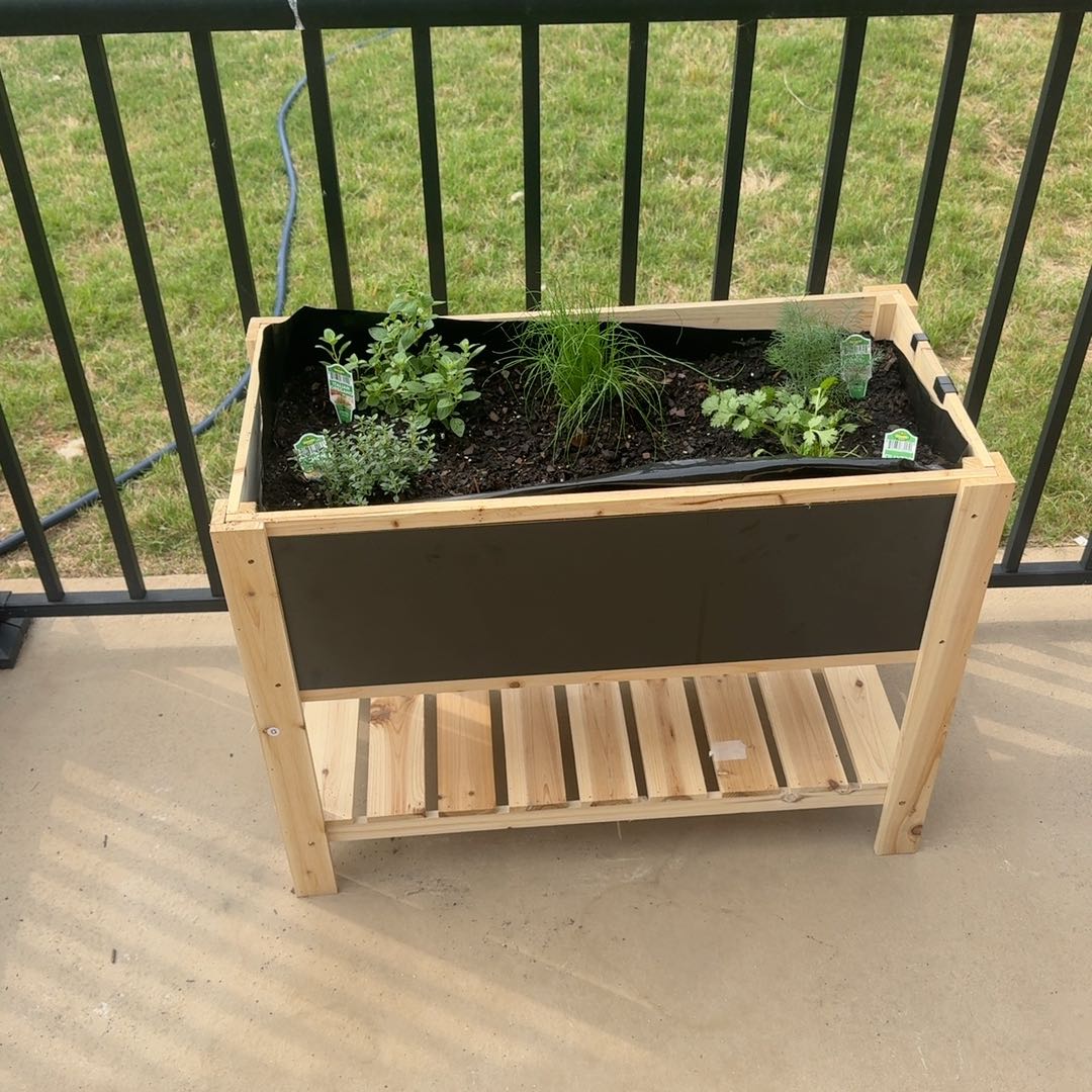 Photo of the plant species Oregano by @SpeedyMyagrum45 named Ronaldo on Greg, the plant care app