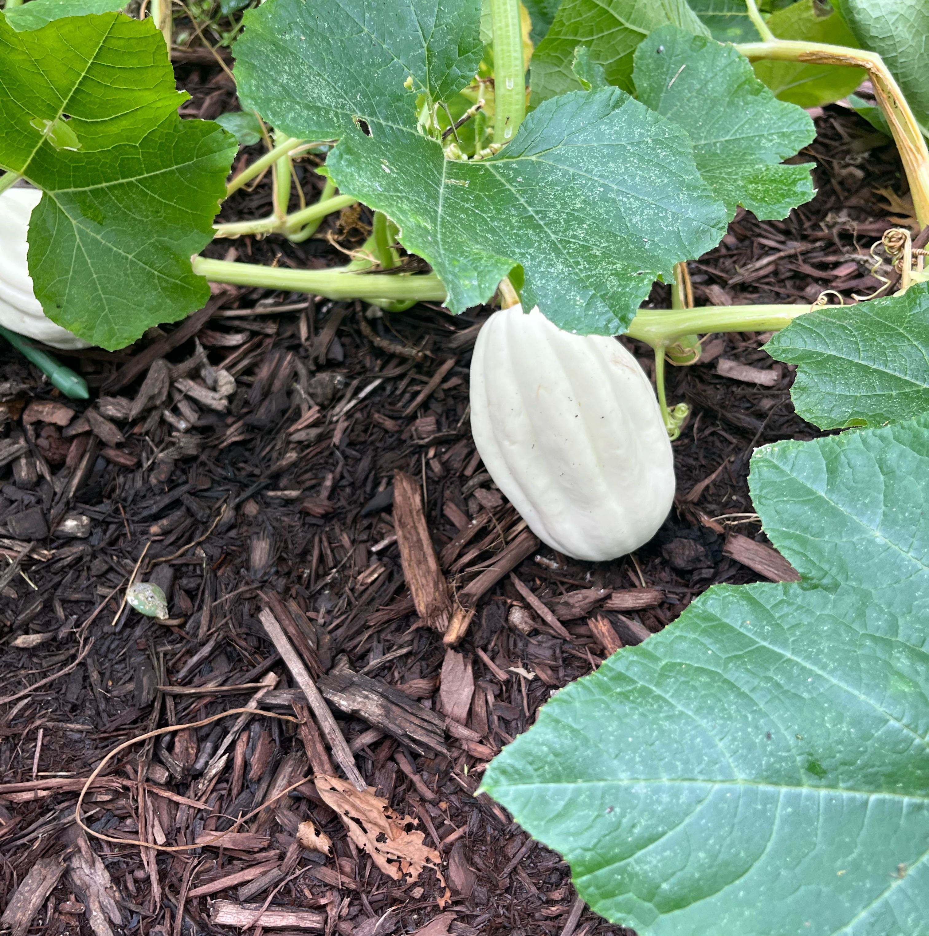 Photo of the plant species Summer Squash by @PetHornwort76 named Orwell on Greg, the plant care app