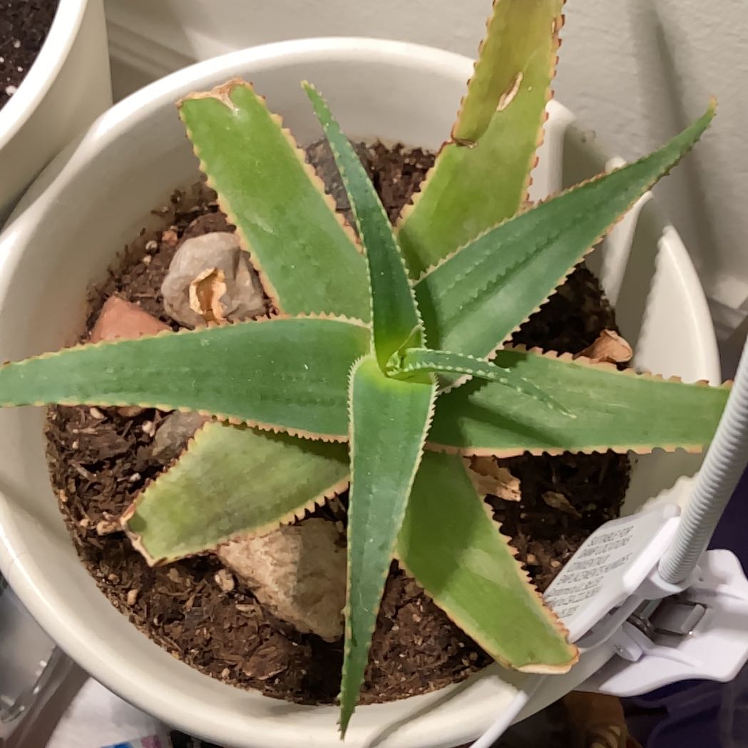 Photo of the plant species Aloe 'Swordfish' by @YesMira96 named Ollie on Greg, the plant care app