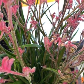 Photo of the plant species Lindheimer's Beeblossom by @GemChayote40 named Nemo on Greg, the plant care app