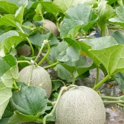Photo of the plant species Melon by @EventfulTule33 named Calvin & Charles on Greg, the plant care app