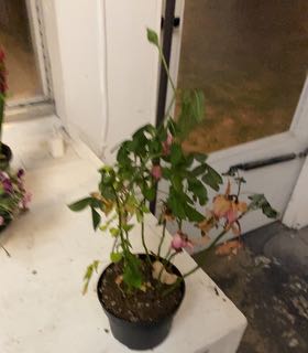 Photo of the plant species Rose by @HighSquash95 named Bert on Greg, the plant care app
