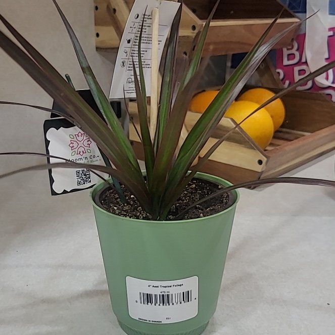 Photo of the plant species Dracaena marginata 'Spike' by @LegitBulrush23 named Gomez on Greg, the plant care app