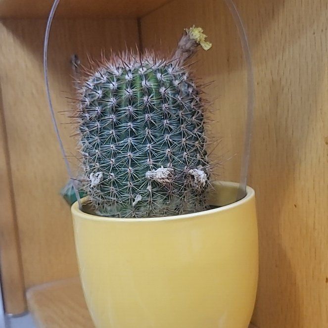 Photo of the plant species Cinnamon Cactus by @LegitBulrush23 named Gates on Greg, the plant care app