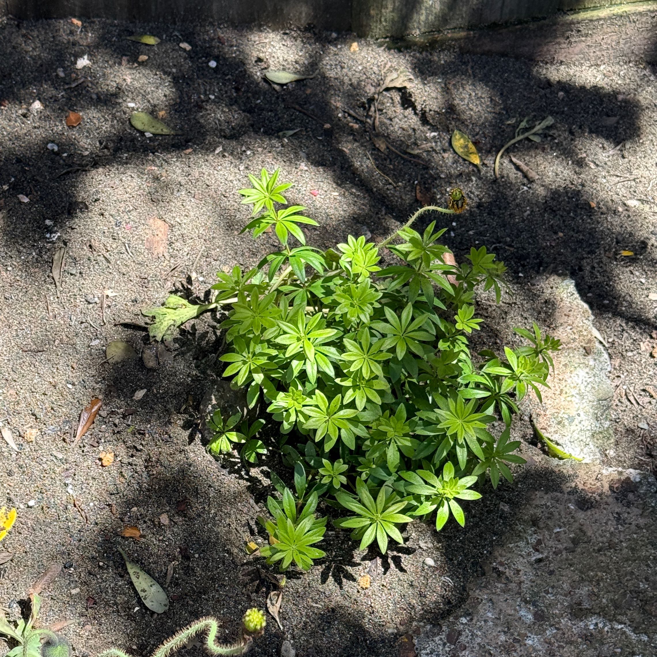Photo of the plant species Woodruff by @TrueCaleypea60 named Coco on Greg, the plant care app