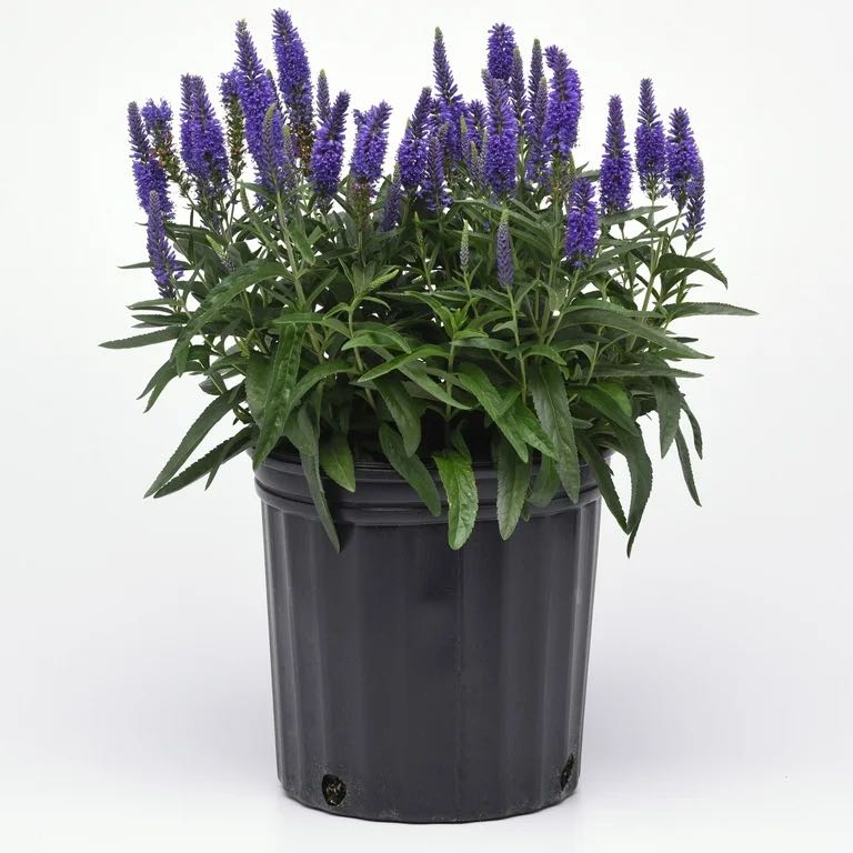 Photo of the plant species Munstead Lavender by @ExpertAcajou named Harper on Greg, the plant care app