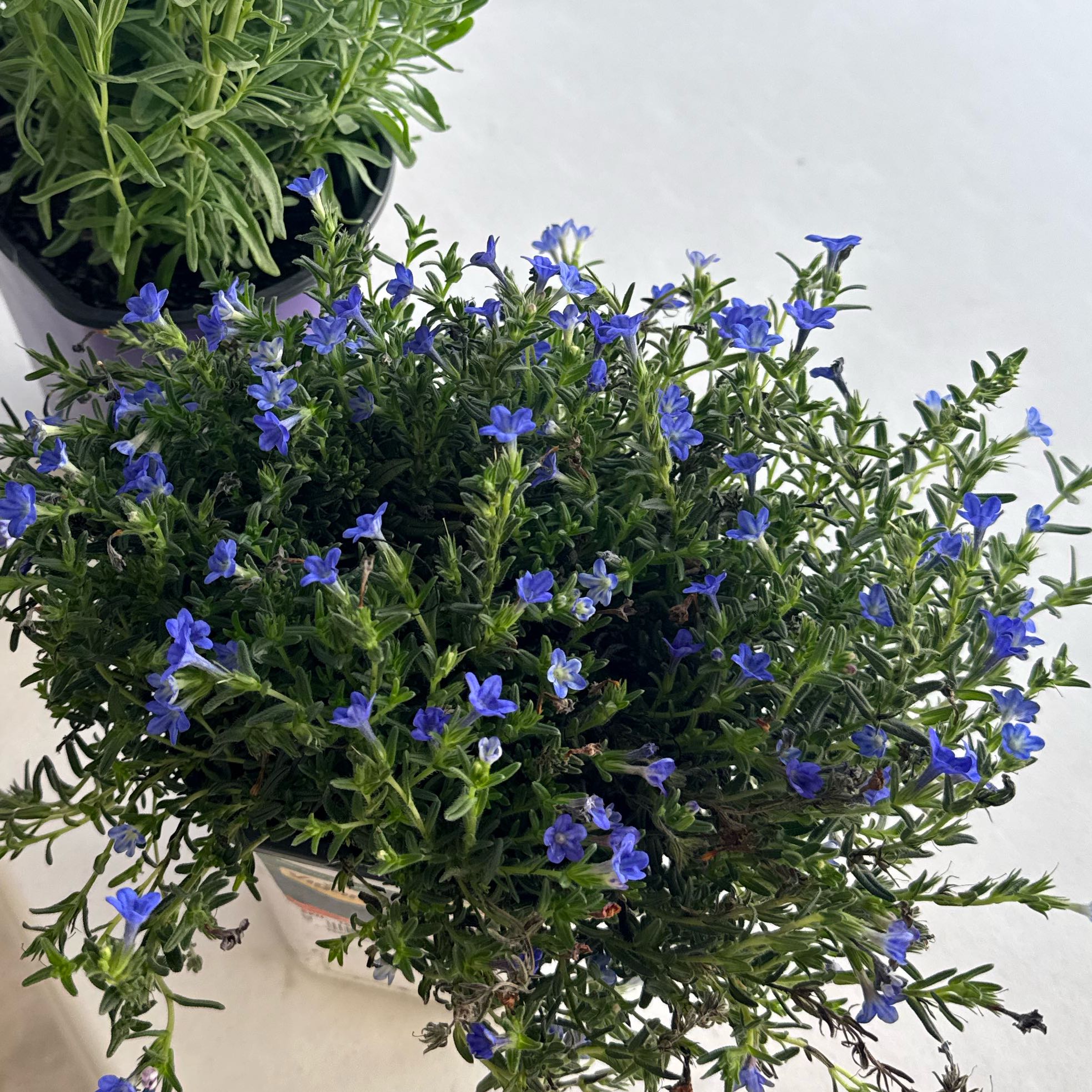 Photo of the plant species Shrubby Gromwell by @LoyalRutabaga61 named Treeyoncé on Greg, the plant care app