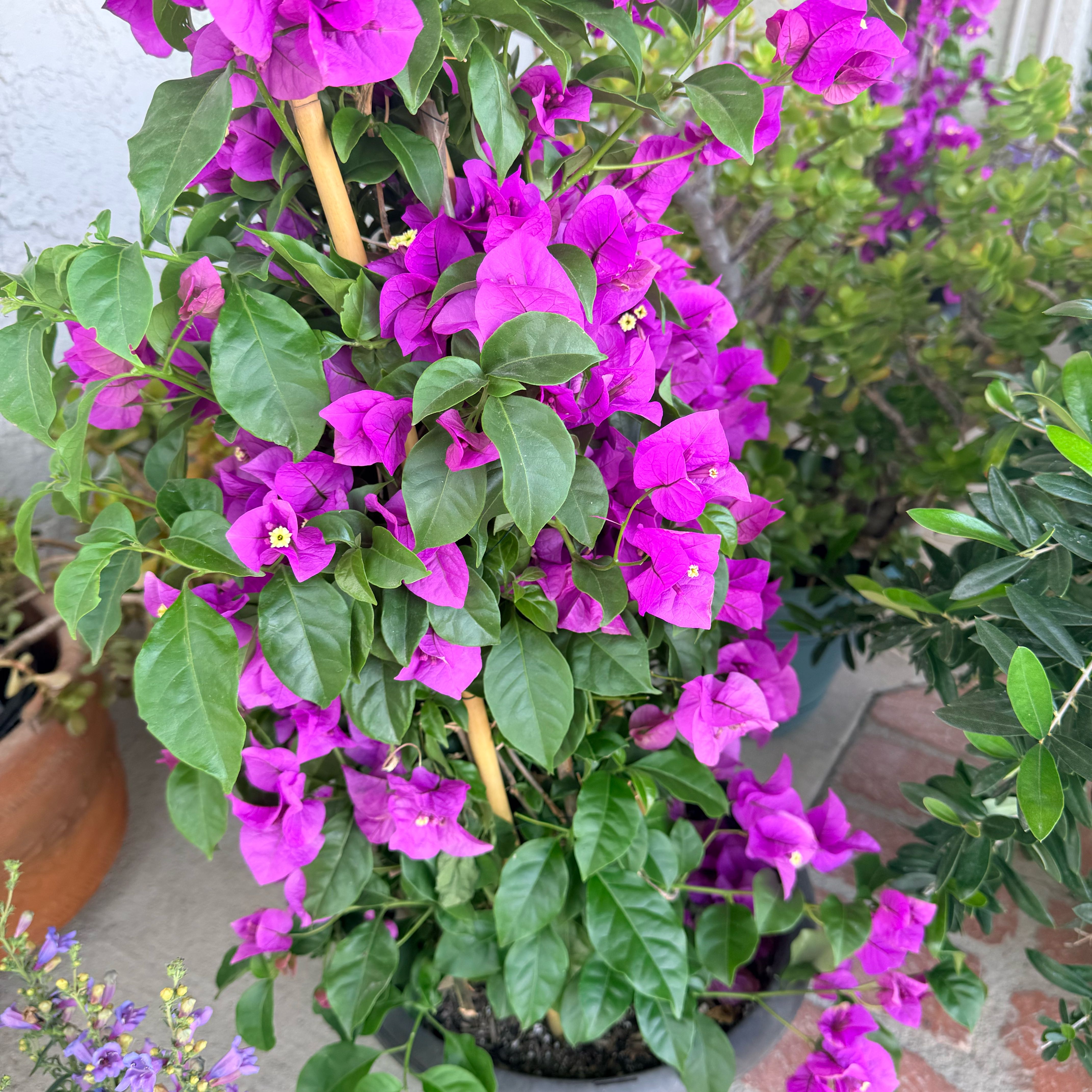 Photo of the plant species Lesser Bougainvillea by @LoyalRutabaga61 named Achilles on Greg, the plant care app