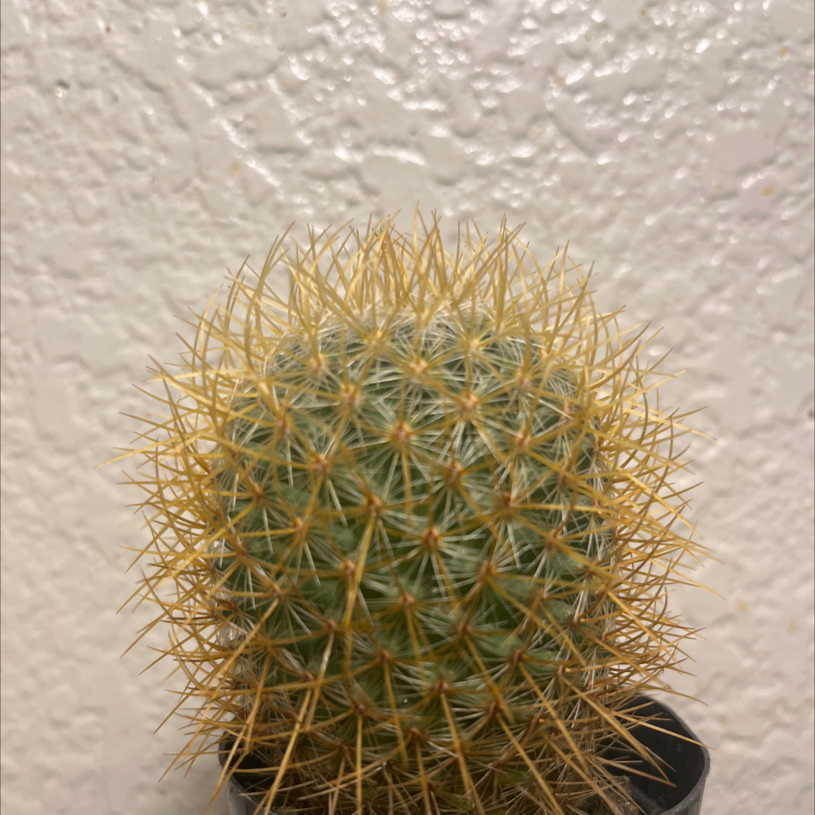 Photo of the plant species Mammillaria pringlei by @WholeMango40 named Peter Parker on Greg, the plant care app