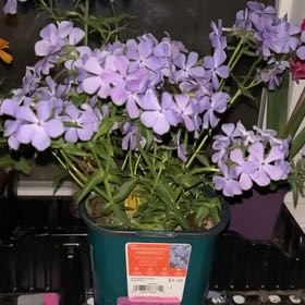 Photo of the plant species Wild Blue Phlox by @SvelteTawapou71 named Apollo on Greg, the plant care app